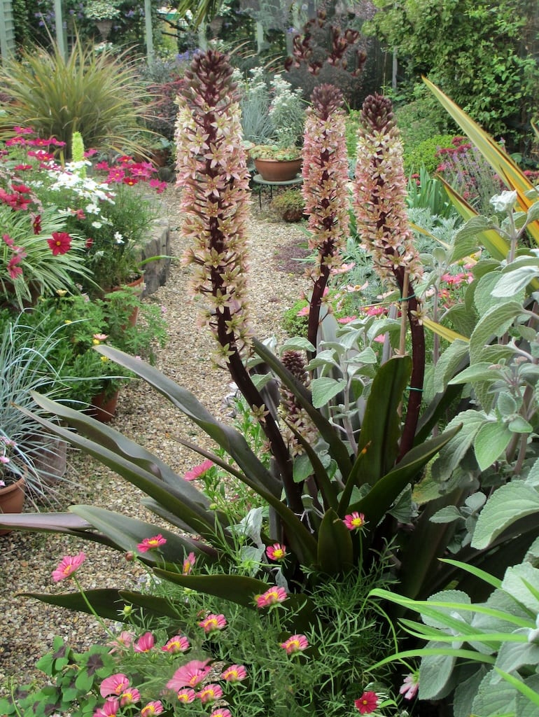 Mediterranean Garden