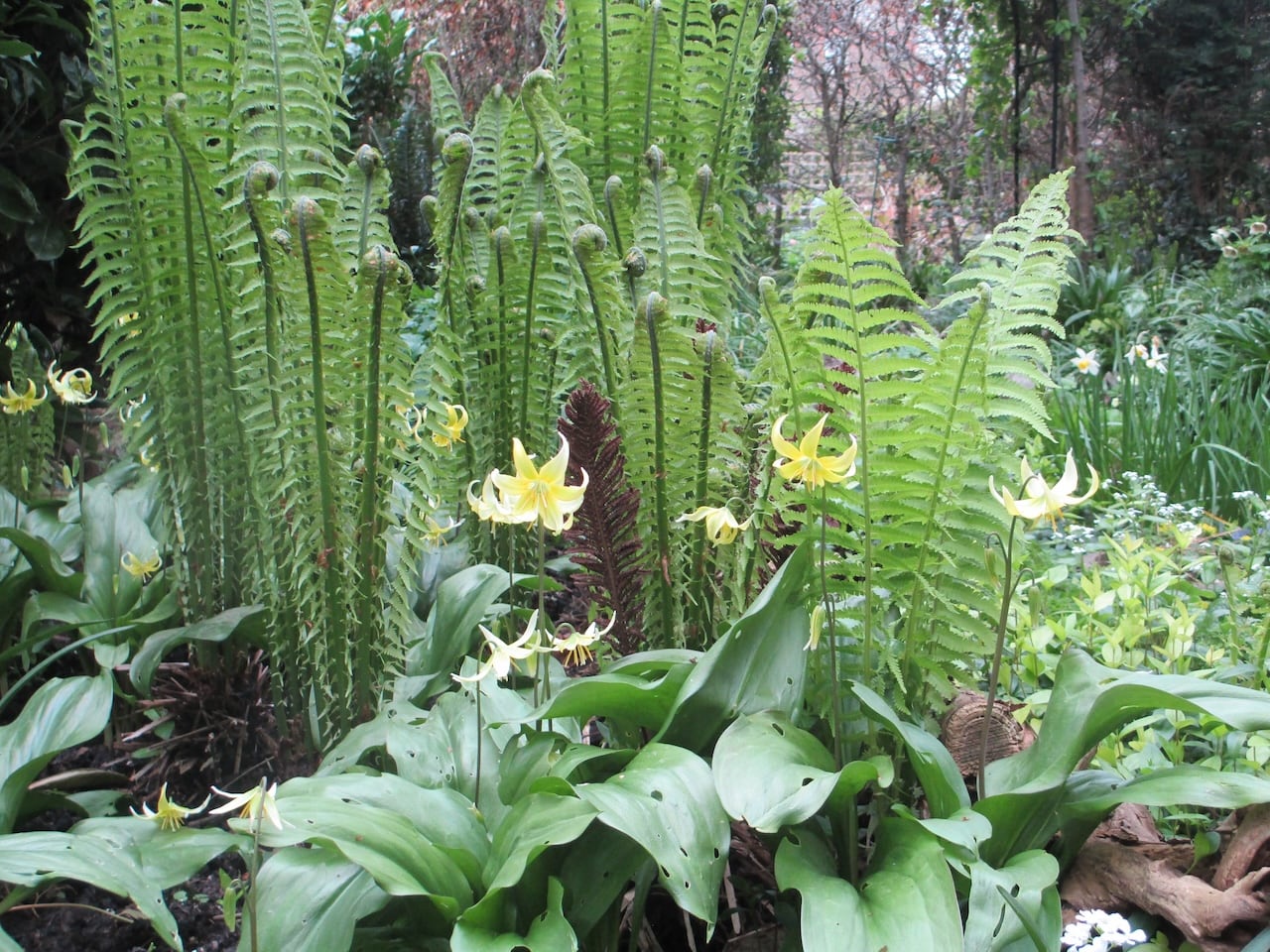 Woodland Garden