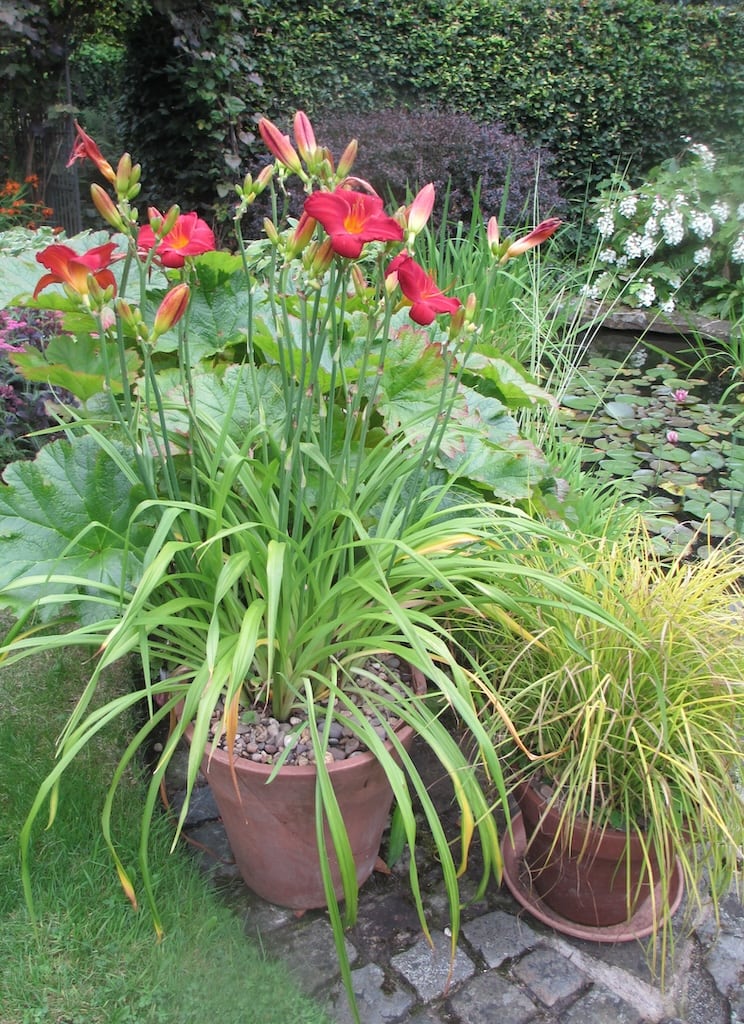 Pond Garden