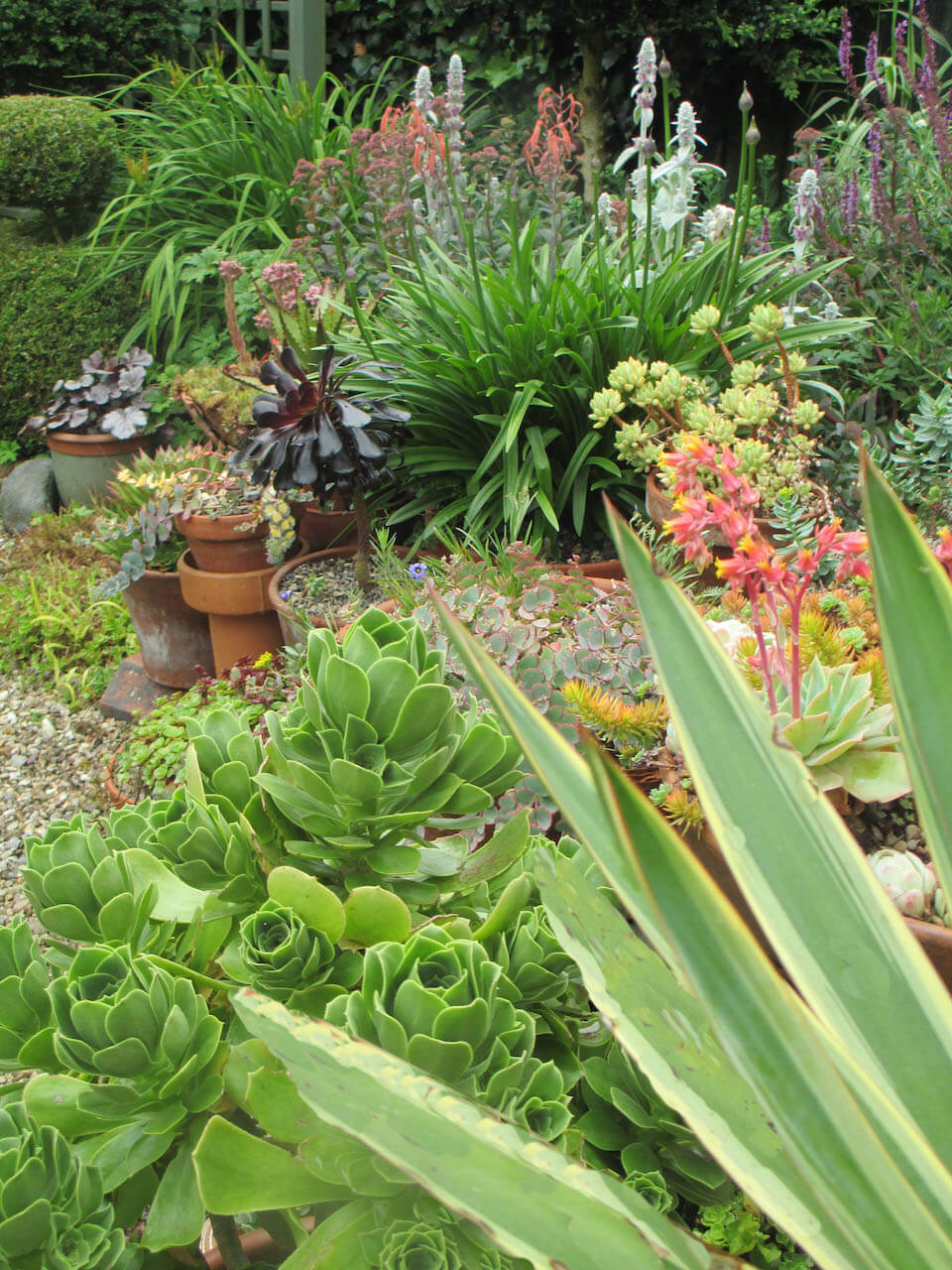 Mediterranean Garden