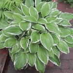 Courtyard Garden